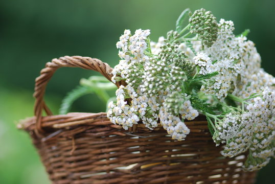 Gemeine Schafgarbe (Achillea millefolium)