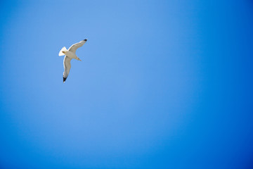 Freedom