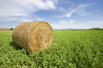 Wrapped trefoil (lucern) bale in field