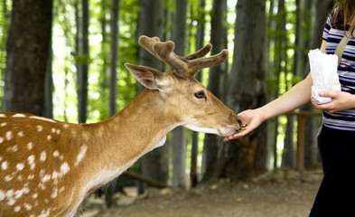 hand feeding, deer