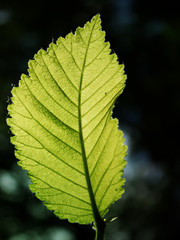 Leaves  tree