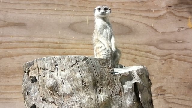 marmotta