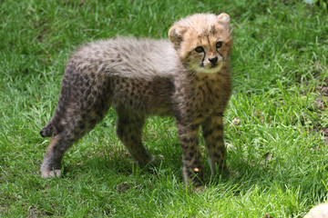 20100608 - Junge bei den Geparden im Tiergarten © Sven Grundmann