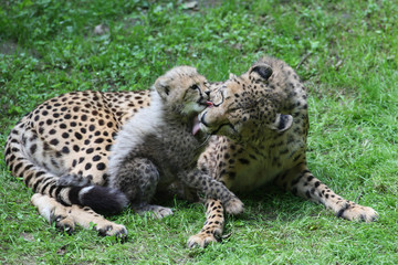 20100608 - Junge bei den Geparden im Tiergarten © Sven Grundmann