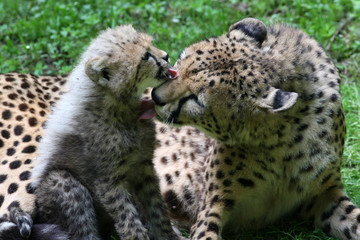20100608 - Junge bei den Geparden im Tiergarten © Sven Grundmann
