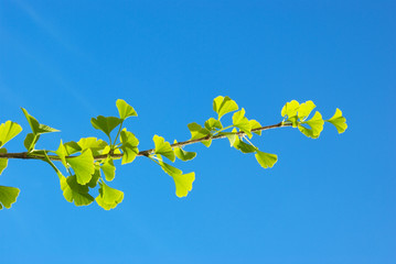 Ginkgo biloba