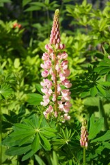 Lupinus - Lupine