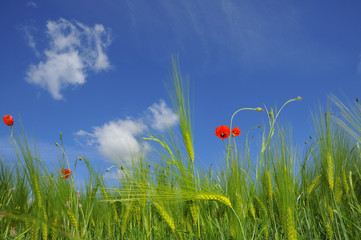 Kornfeld