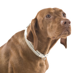 Portrait of a beautiful brown dog. Isolated on white background.