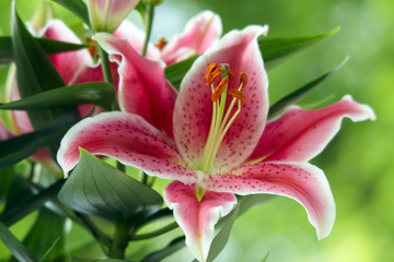 Lilies close up