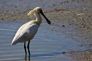Large white spoonbill bird standing in water
