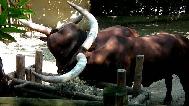 animali