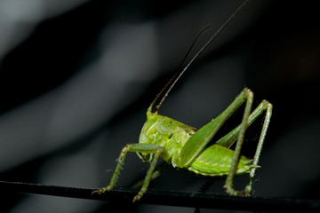 macro de insecto