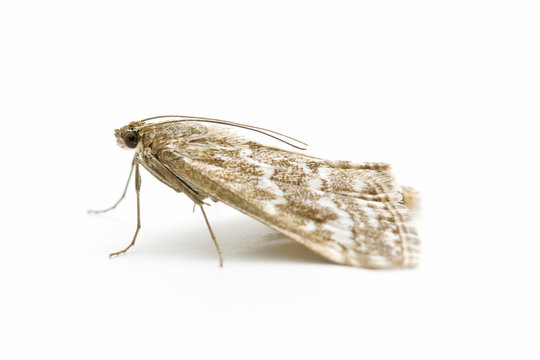 macro de una polilla en fondo blanco