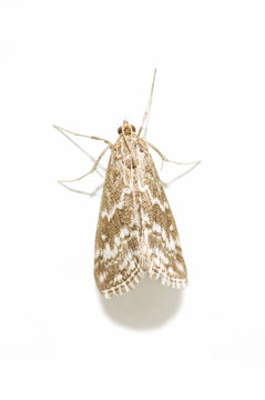 macro de una polilla en fondo blanco