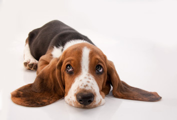 basset hound puppy - obrazy, fototapety, plakaty