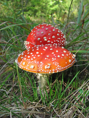 Fly agaric (Amanita muscaria)