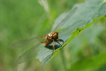 Dragonfly