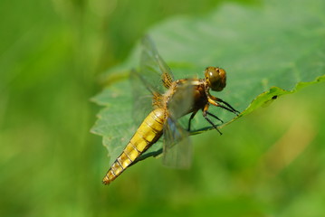 Dragonfly