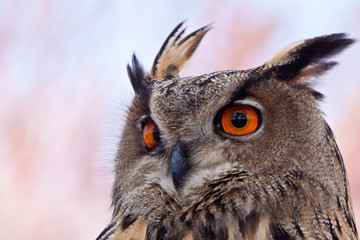 Big eagle owl in closeup