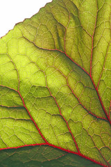 Backlite leaf of ligularia