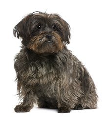 Mixed-breed, 10 years old, in front of white background