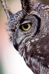Long eared owl in closeup