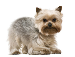 Yorkshire terrier, 3 years old, in front of white background