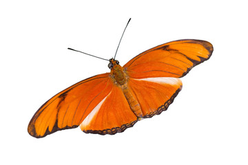 Orange Butterfly