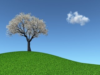 Blossoming Cherry Tree on a grassy hill