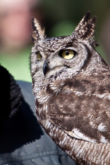 Long eared owl in closeup