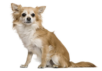 Chihuahua, 2 years old, in front of white background