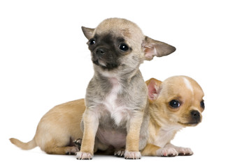 Two chihuahua puppies, 2 months and 3 months old