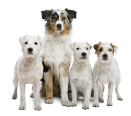 Group of parson russel terriers and an Australian shepherd