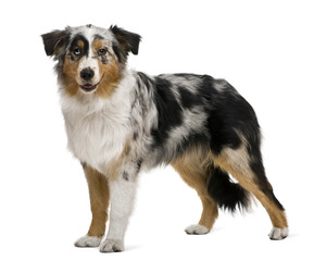 Australian shepherd, 6 months old, in front of white background