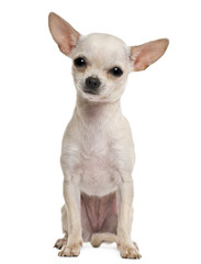 Obraz premium Chihuahua puppy, 7 months old, in front of white background