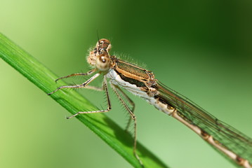 Close up of a large dragonfly