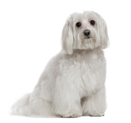 Maltese, 3 years old, in front of white background