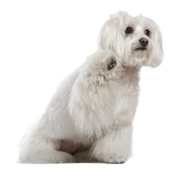 Maltese, 3 years old, in front of white background