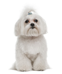 Bichon Frise, 7 years old, in front of white background