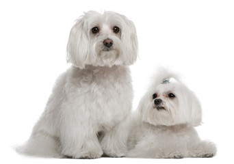 Bichon Frise  and a Maltese, 7 years and 3 years old