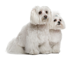 Bichon Frise  and a Maltese, 7 years and 3 years old