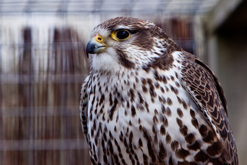 Big brown eagle in closeup