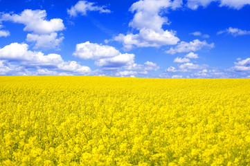 Fototapeta premium Spring landscape.
