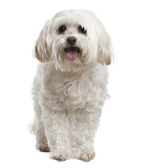 Maltese, 2 years old, in front of white background