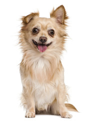 Chihuahua, 4 years old, in front of white background
