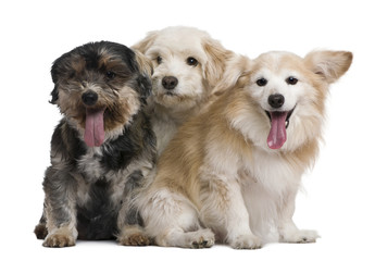 Group of mixed-breeds, in front of white background