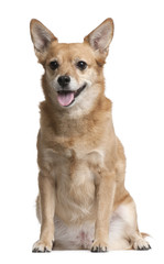 Mixed-breed, 9 years old, sitting in front of white background