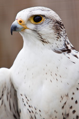 Big brown and white  eagle in closeup