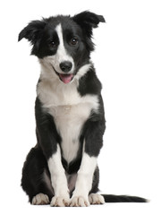 Border Collie puppy, 4 months old